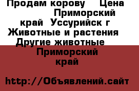 Продам корову  › Цена ­ 70 000 - Приморский край, Уссурийск г. Животные и растения » Другие животные   . Приморский край